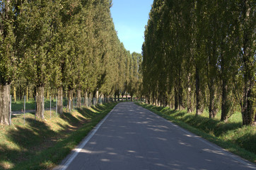 Obraz premium Un suggestivo viale alberato nella campagna italiana.