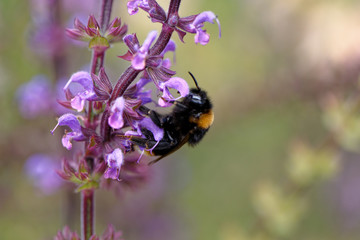 European honey bee on the flower