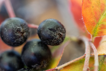 Ripe berries and leaves of Aronia. Autumn harvest. Macro. Shallow depth of field