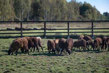 Fototapeta premium shepherd herding a flock of sheep in a meadow