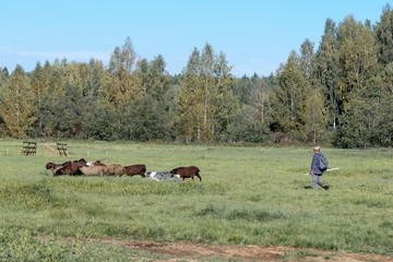 shepherd herding a flock of sheep in a meadow