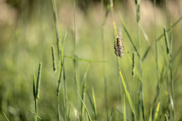 grass in the field