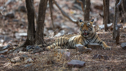 Tigress Resting in Jungle
