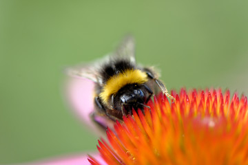 European honey bee on the flower