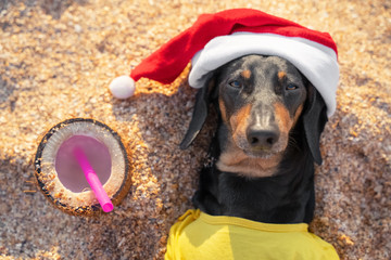 adorable black and tan dachshund dog, buried under sand on the beach, resting and relaxing on a seashore, on summer vacation holidays, with coconut cocktail drink, wears christmas santa hat