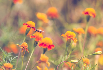 Autumn background with orange marigolds 