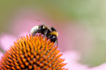 European honey bee on the flower