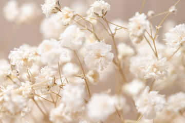 Gypsophila dry little white flowers with macro