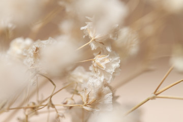 Gypsophila trocknet kleine beige Blumen im Nahaufnahmemakro