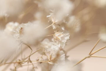 Gypsophila trocknet kleine beige Blumen im Nahaufnahmemakro © Tanaly