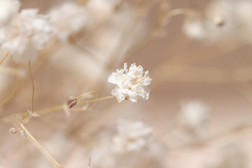 Gypsophila dry little white flowers one macro
