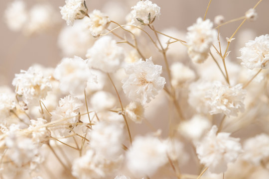 Fototapeta Gypsophila dry little white flowers with macro