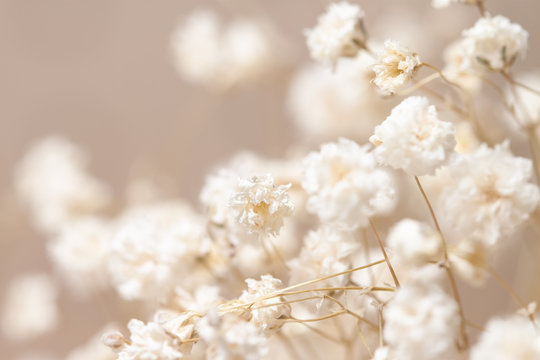 Gypsophila dry little white flowers detailed macro © Tanaly
