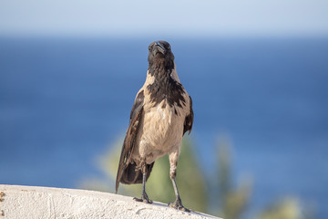 Hooded Crow, beautiful grey and black crow standing on a stone fence