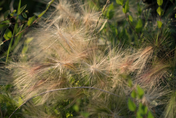  grass feather grass in the meadow