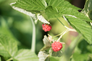 two raspberries among the leaves