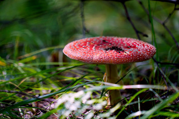  beautiful red poisonous mushroom Amanita in the forest