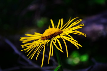 elecampane medicinal plant with beautiful large yellow flowers