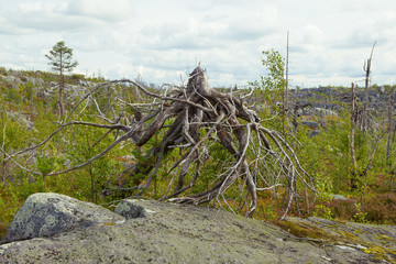 Fototapeta na wymiar Fancy driftwood similar to an octopus on Mount Vottovaara. Korelia, Russia