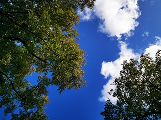 Bright blue sky, clouds and treetops. Photo bottom up.