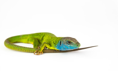 Green lizard isolated on white background