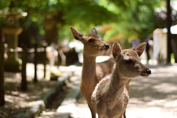 süße rehe in einem Park in Nara