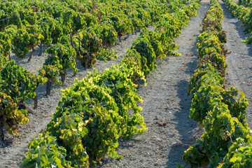 Vineyard in Andalusia, Spain, sweet pedro ximenes or muscat, or palomino grape, used for production of jerez, sherry sweet and dry wines