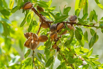 Fotobehang Ripe almonds nuts on almond tree ready to harvest © barmalini