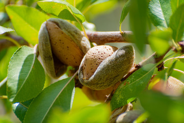 Ripe almonds nuts on almond tree ready to harvest
