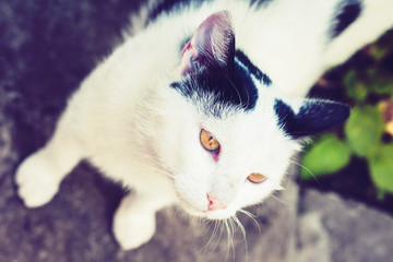 Black and white cat sitting on the sidewalk on the street .