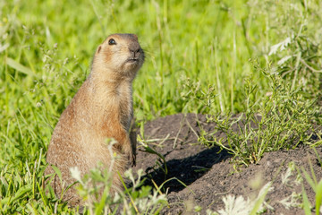 cute  gophers  sitting on a green meadow in sunny day