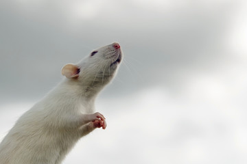 white rat on a gray background