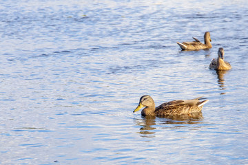 wild ducks swimming in the city pond