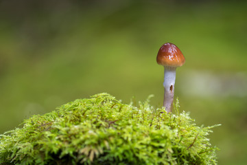 Closeup mushroom in lush forest - 289799504