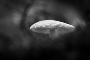 Closeup mushroom in lush forest - 289799530