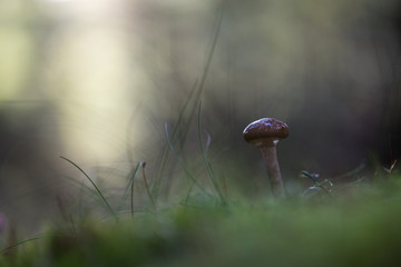Closeup mushroom in lush forest - 289799542