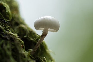 Closeup mushroom in lush forest