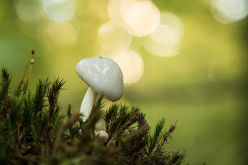 Closeup mushroom in lush forest