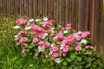Lavatera is an annual