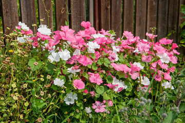 Lavatera is an annual