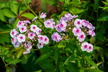Phlox