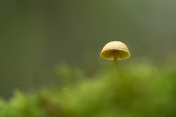 Closeup mushroom in lush forest - 289799754