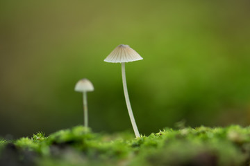Closeup mushroom in lush forest - 289799760