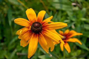 Rudbeckia
