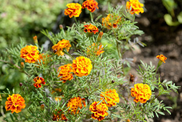 Bright marigolds bloom in the summer garden on a sunny day