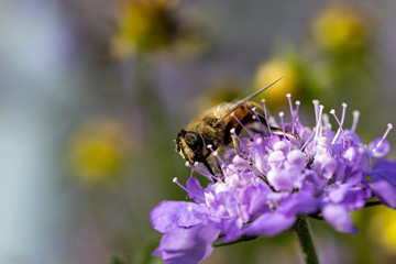 Biene bestäubt Minzpflanze