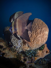 Two Circular Batfish, Zwei Rundkopf Fledermausfische (Platax orbicularis)