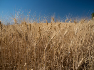 France, jul 2019: Yellow wheat fields in Provence
