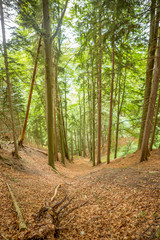 tall trees down the mountain