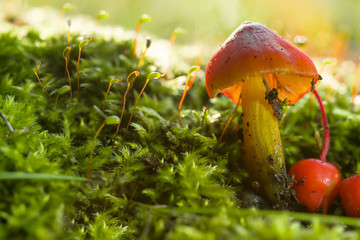 Beautiful forest mushroom toadstool. Fantastic, magical autumn landscape macro.Mushroom among green grass and moss in a clearing in a dark forest, lit by the evening sun.